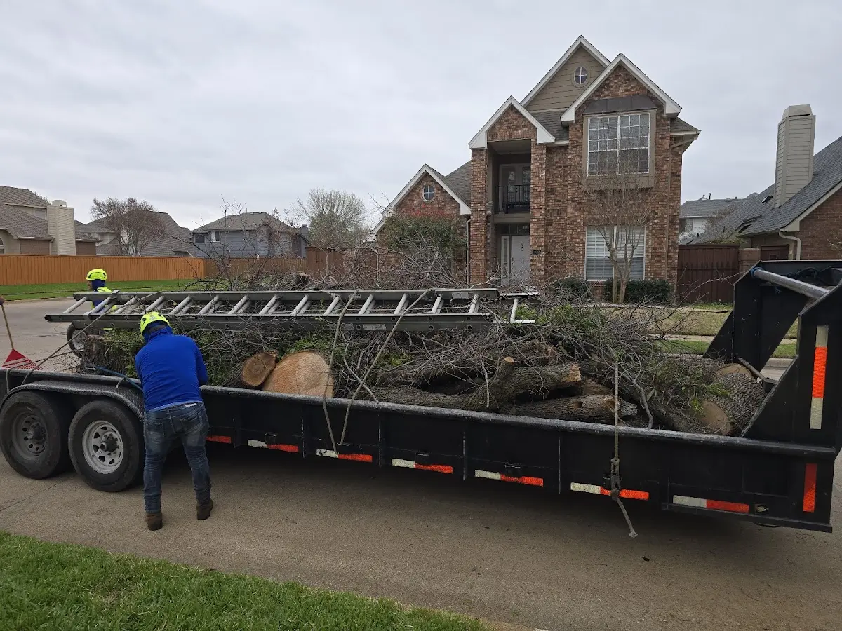 Expert Tree Removal with proper safety equipment in Odanah